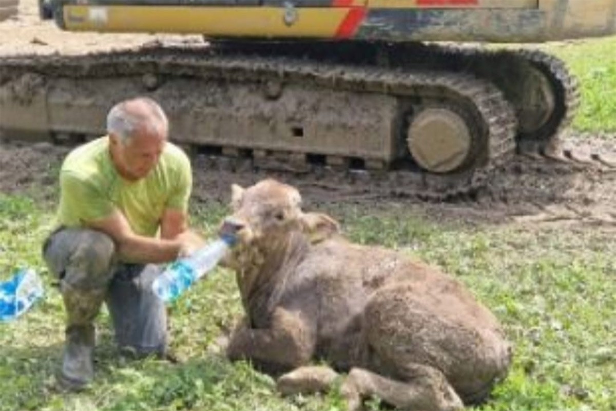 Poslije Skoro Nedjelju Dana Tele Spaseno Iz Blata U Sloveniji FOTO