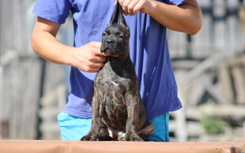 Cane corso štenci