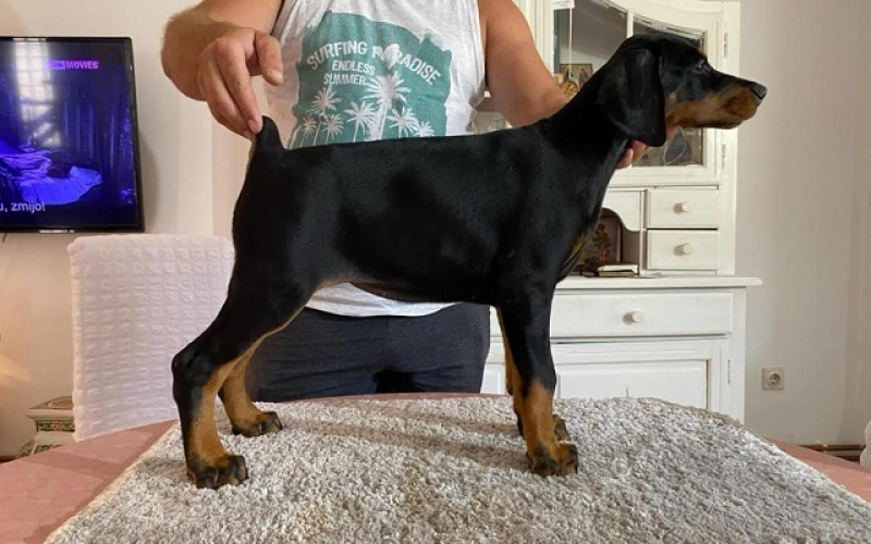 Doberman