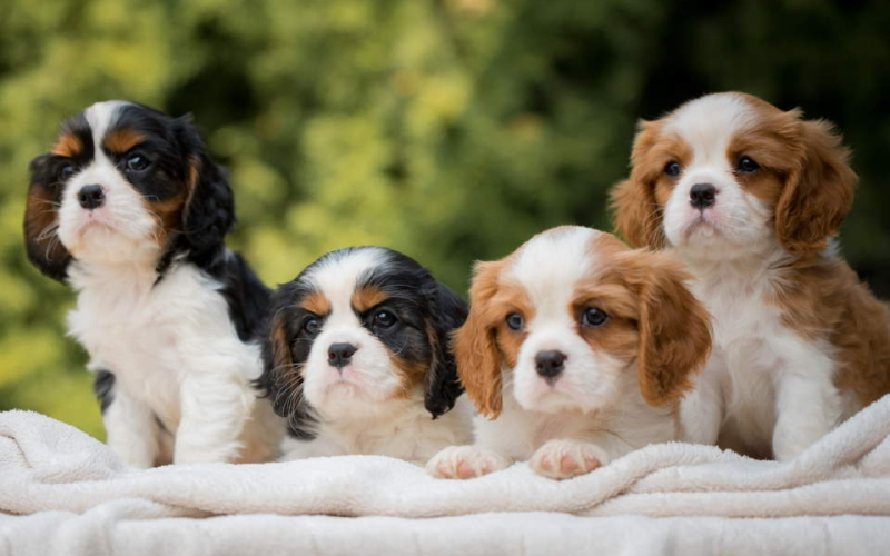 CAVALIER KING CHARLES  spaniel štenci