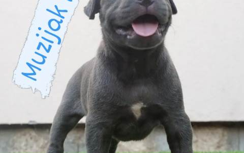 Bluenose Pitbull štenci