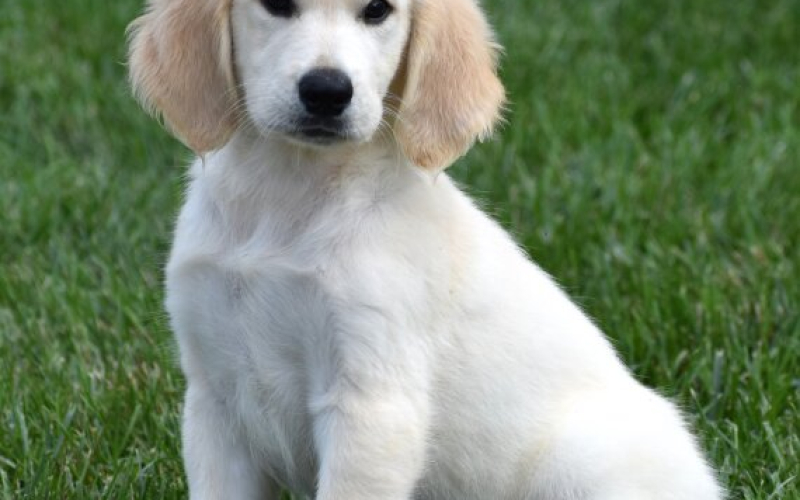 Golden Retriever