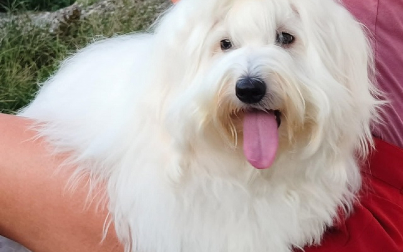 Coton de Tulear