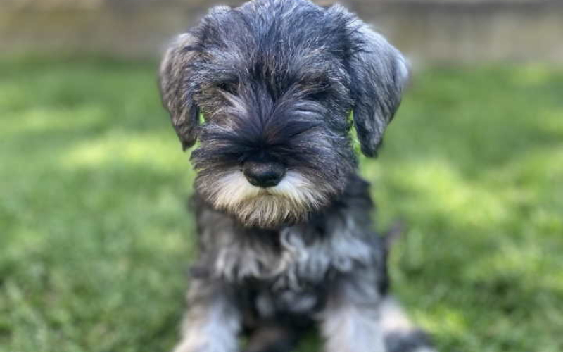 Patuljasti Šnaucer Miniature Schnauzer