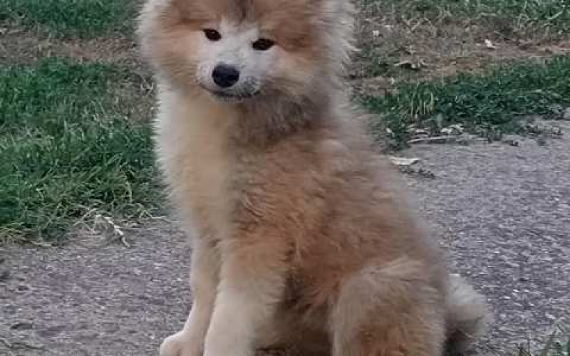 Akita Inu štenci