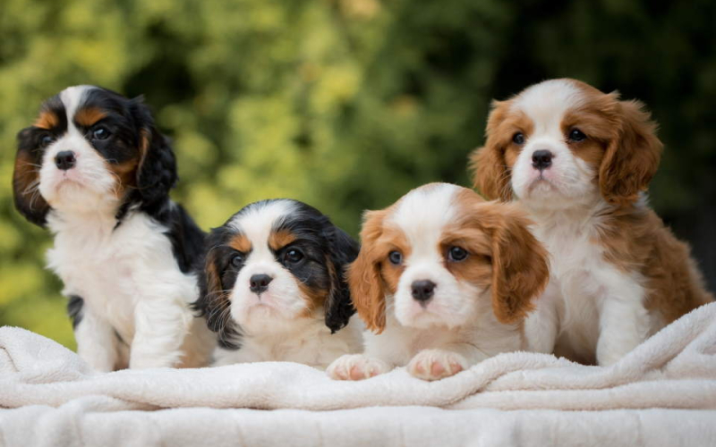 CAVALIER KING CHARLES  spaniel štenci