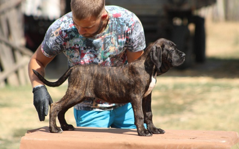 Cane corso štenci