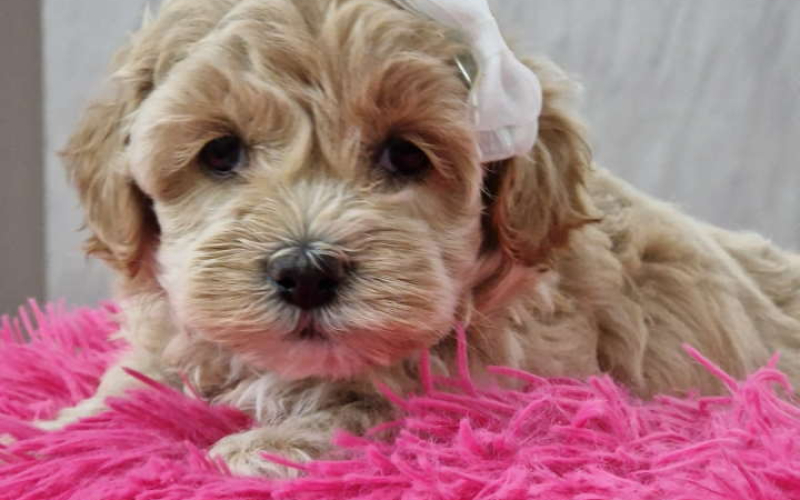 Preslatke bebice MALTIPOO