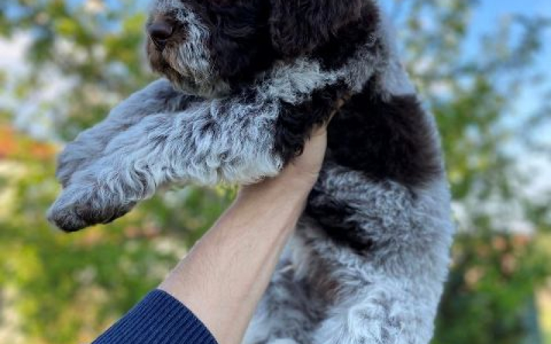 Lagotto Romagnolo štenci