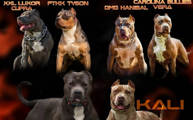 American bully Xl