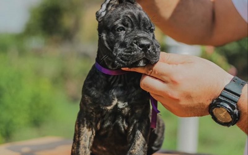 Cane Corso vrhunski štenci