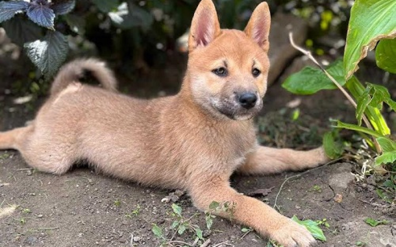 Štenci Shiba inu