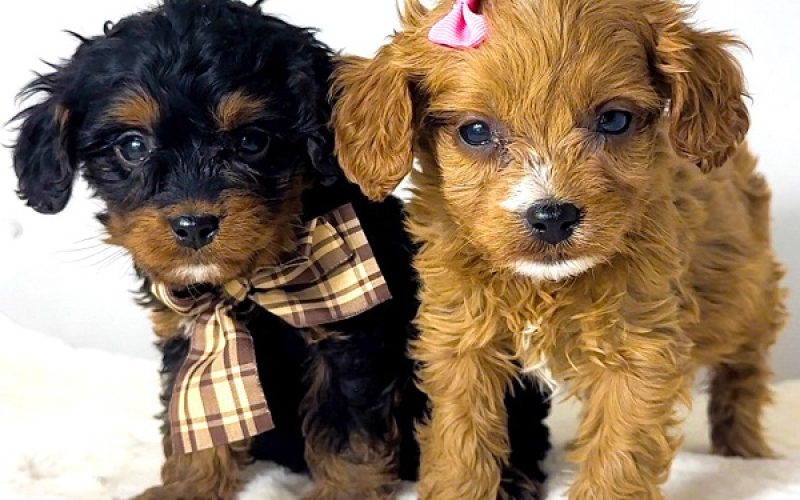 Cavapoo-kavapu (Cavalier + toy pudla)