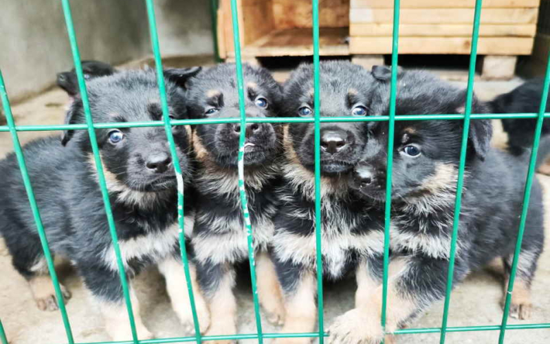 Prodajem vrhunsku štenad  Nemačkog ovčara šampionskog porekla