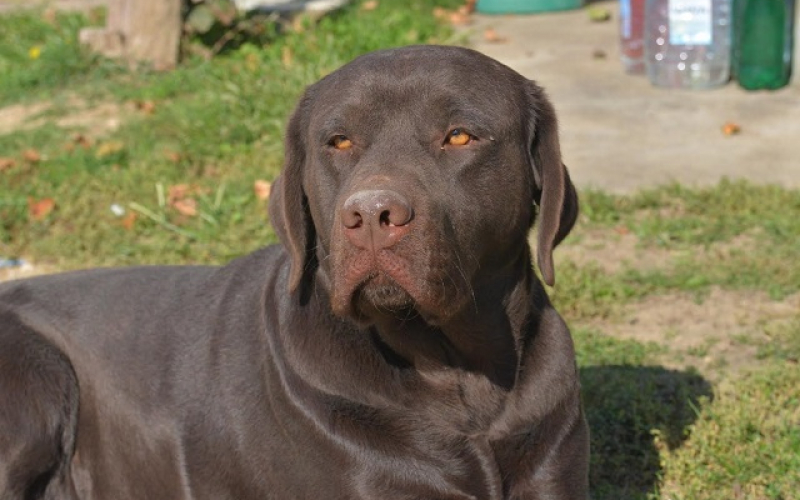 Labrador retriver