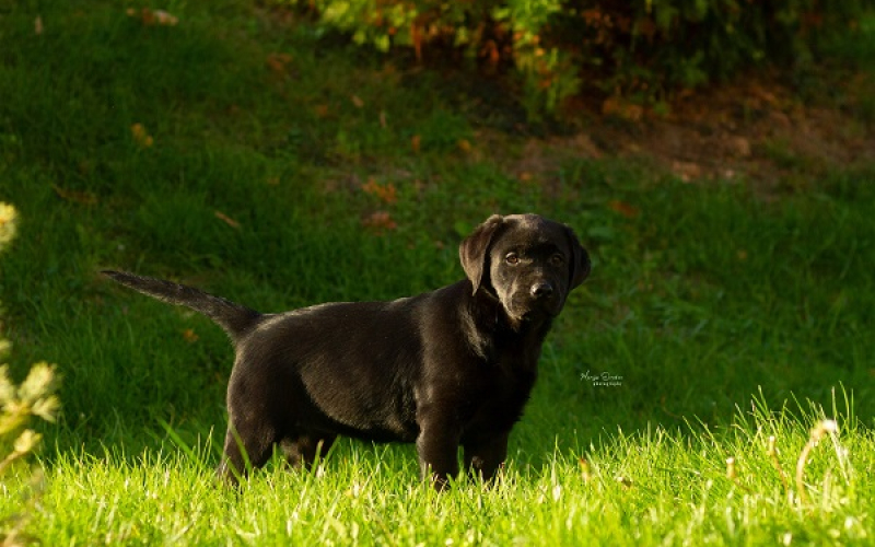 Labrador retriver štenci