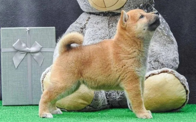 Shiba inu štenci