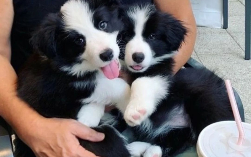 Štenci Border Collie s rodovnicom.