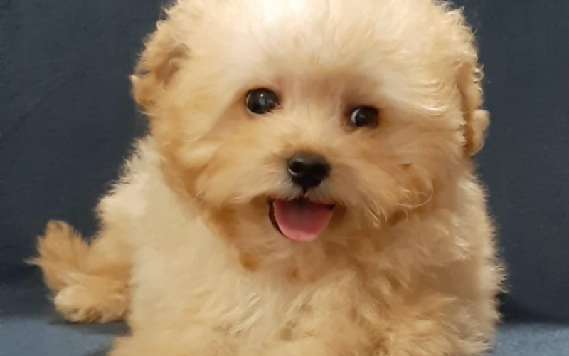 MALTIPOO  oba pola