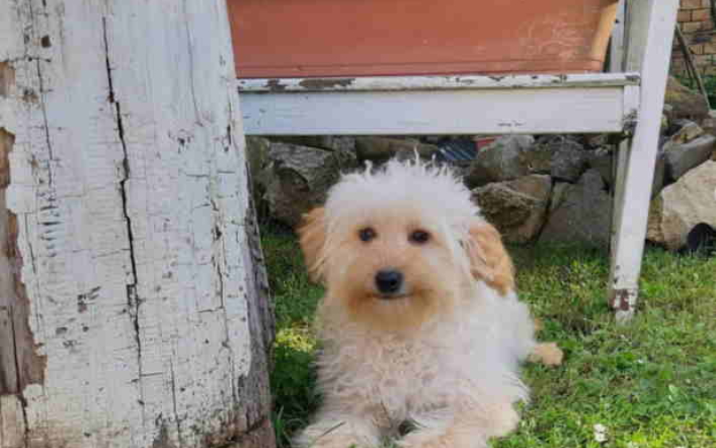 Goldendoodle dvije zenke ji