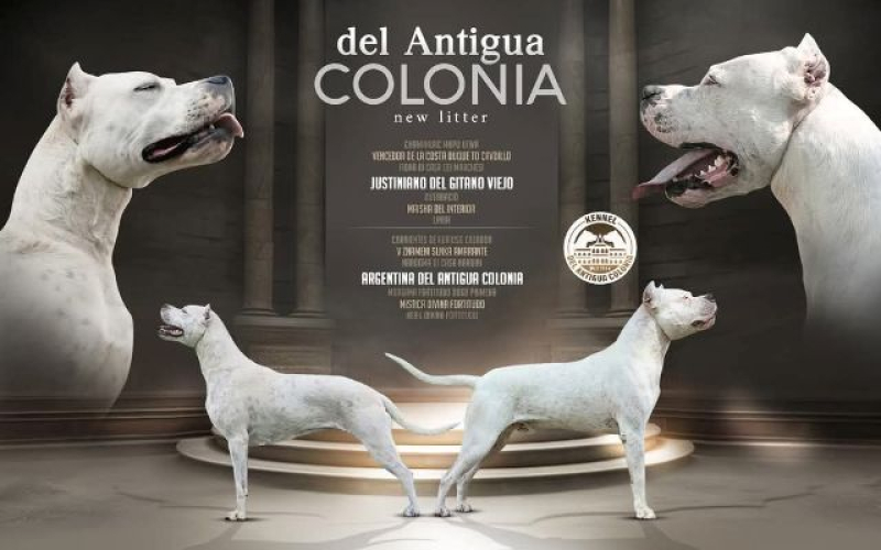 Dogo Argentino štenci