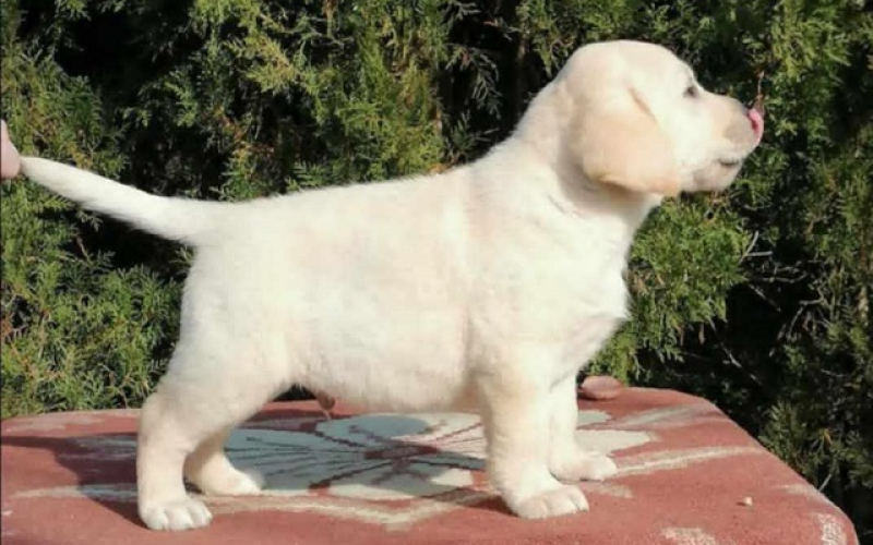 Labrador retriver