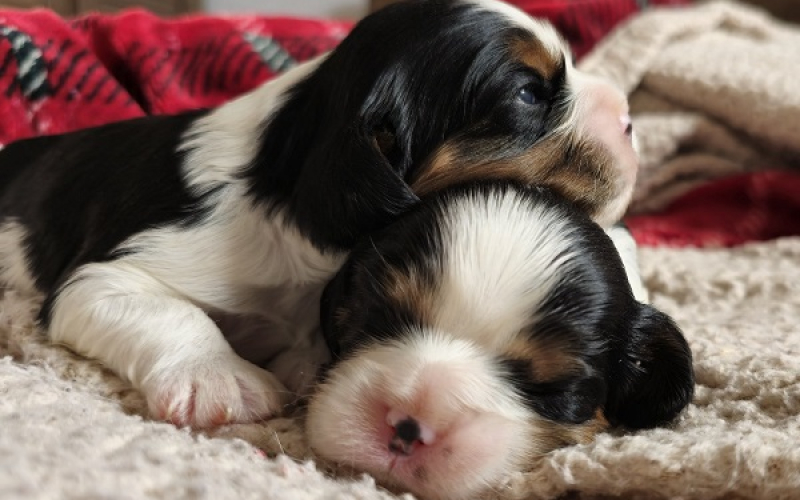 Cavalier king Charles spaniel štenci