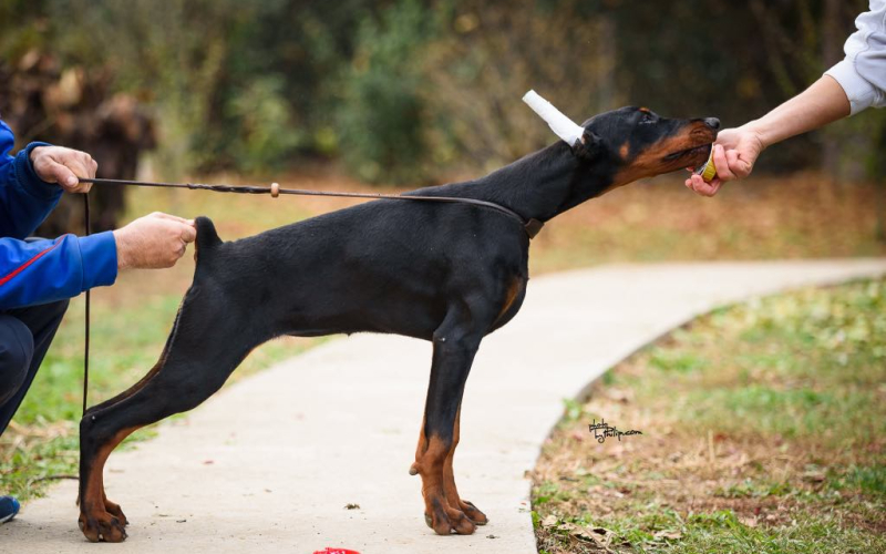 Doberman štenci na prodaju