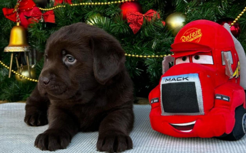 Labrador retriver čokoladni štenci na prodaju