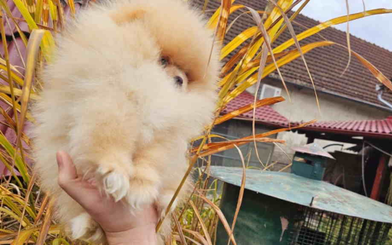 Prelepi POMERANCI vrhunske genetike,  sa svom dokumentacijom i mogucom izradom E