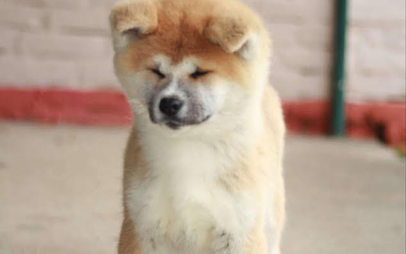 Akita Inu