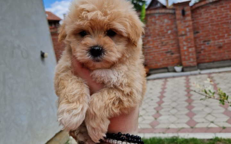 Preslatke bebice MALTIPOO spremni za preuzimanje