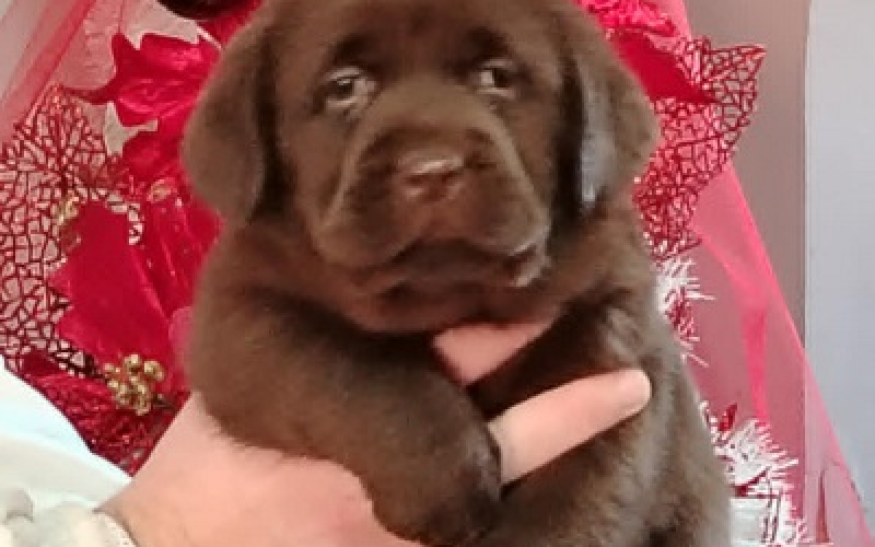 Štenci labrador retrivera