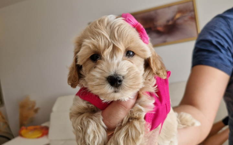 Preslatke bebice MALTIPOO