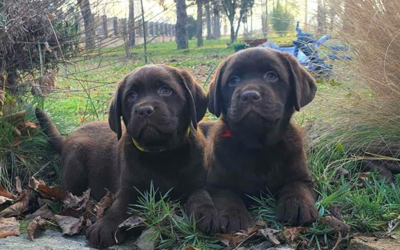 Labrador retriver čokoladni štenci na prodaju