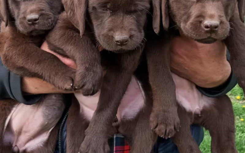 Na prodaju, čokoladni labradori