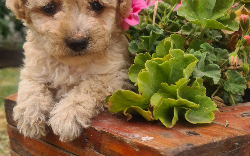 Labradoodle prelepi štenci