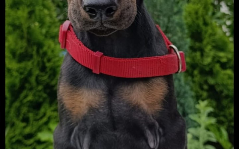 Štenci dobermana