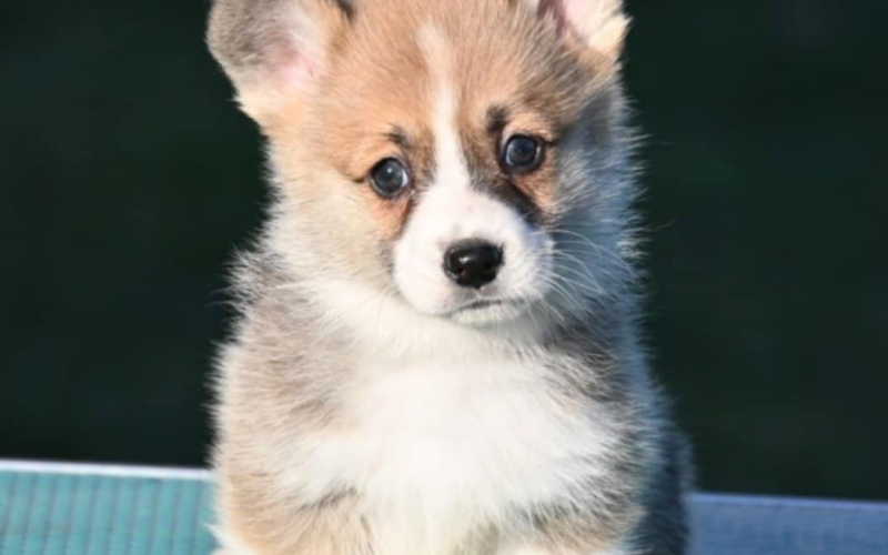 Velski korgi/Welsh Corgi Pembroke