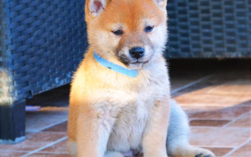 Shiba Inu štenci