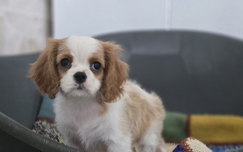 Cavalier king Charles spaniel štene