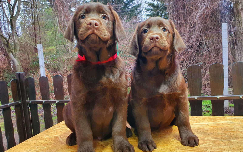 Labrador retriver čokoladni štenci