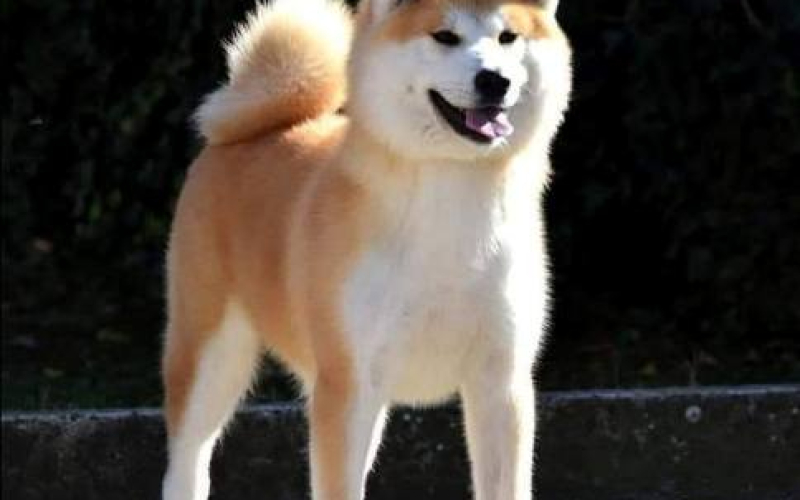 Akita Inu, ženka Aiko na poklon