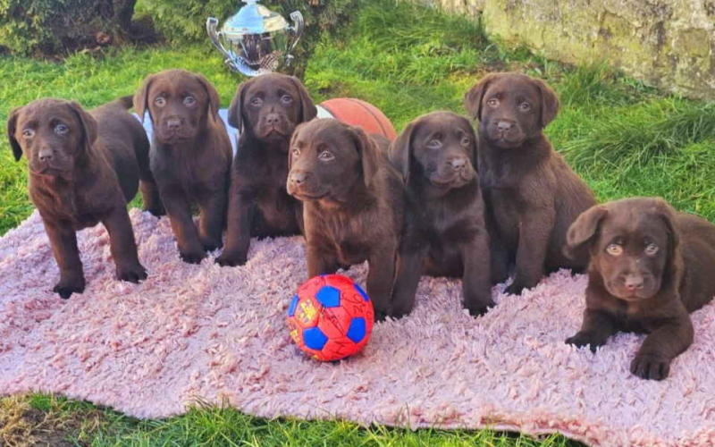 Dostupni štenci LABRADORA starosti 9 nedelja.