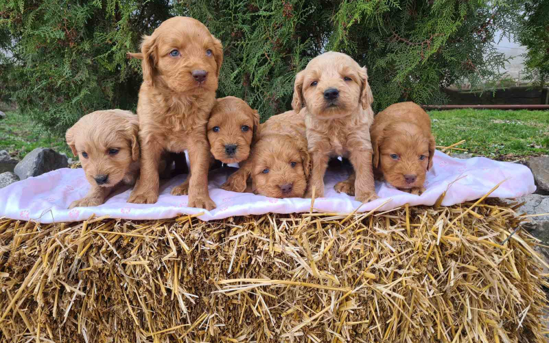 Labradoodle prelepi štenci