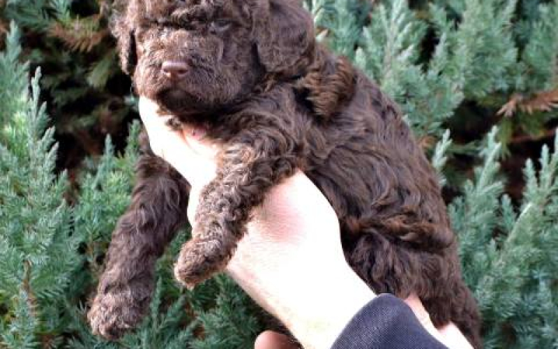 Lagotto Romagnolo štenci