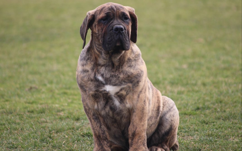 Presa Canario štenci