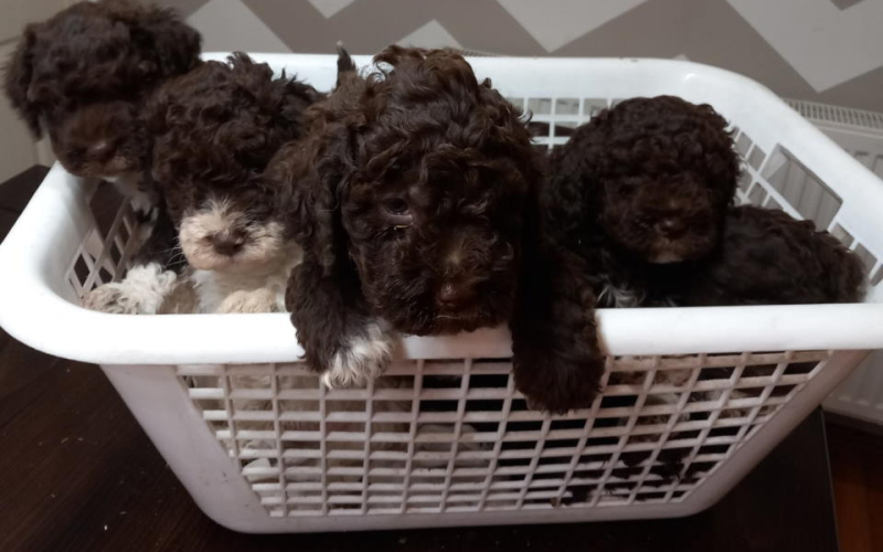 Stenci Lagotto Romagnolo