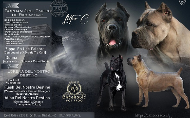 Cane corso štenci