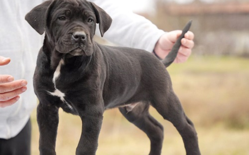 Cane Corso štenci